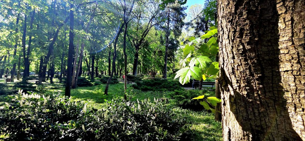 Consultare publică privind reamenajarea Parcului Kiseleff, prin concurs internațional de soluții. Foto: PS1