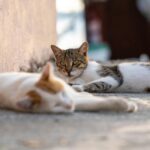 Grătar și adopții de pisici, organizate de avocați. „Adoptă un Aristo & Crat” are loc duminică