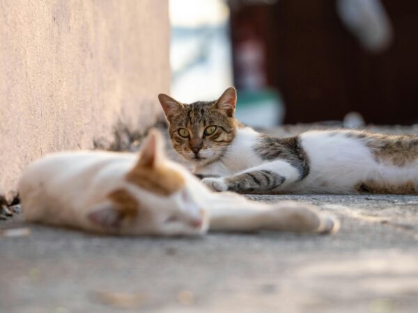 Grătar și adopții de pisici, organizate de avocați. „Adoptă un Aristo & Crat” are loc duminică