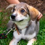 ASPA următorul târg de adopții