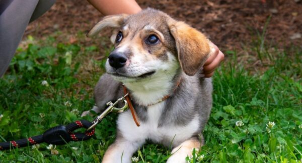 ASPA următorul târg de adopții
