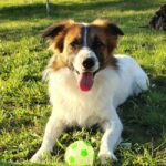 Târgul de adopții ASPA anulat