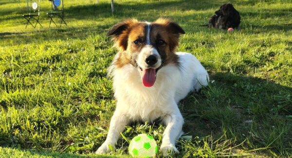 Târgul de adopții ASPA anulat