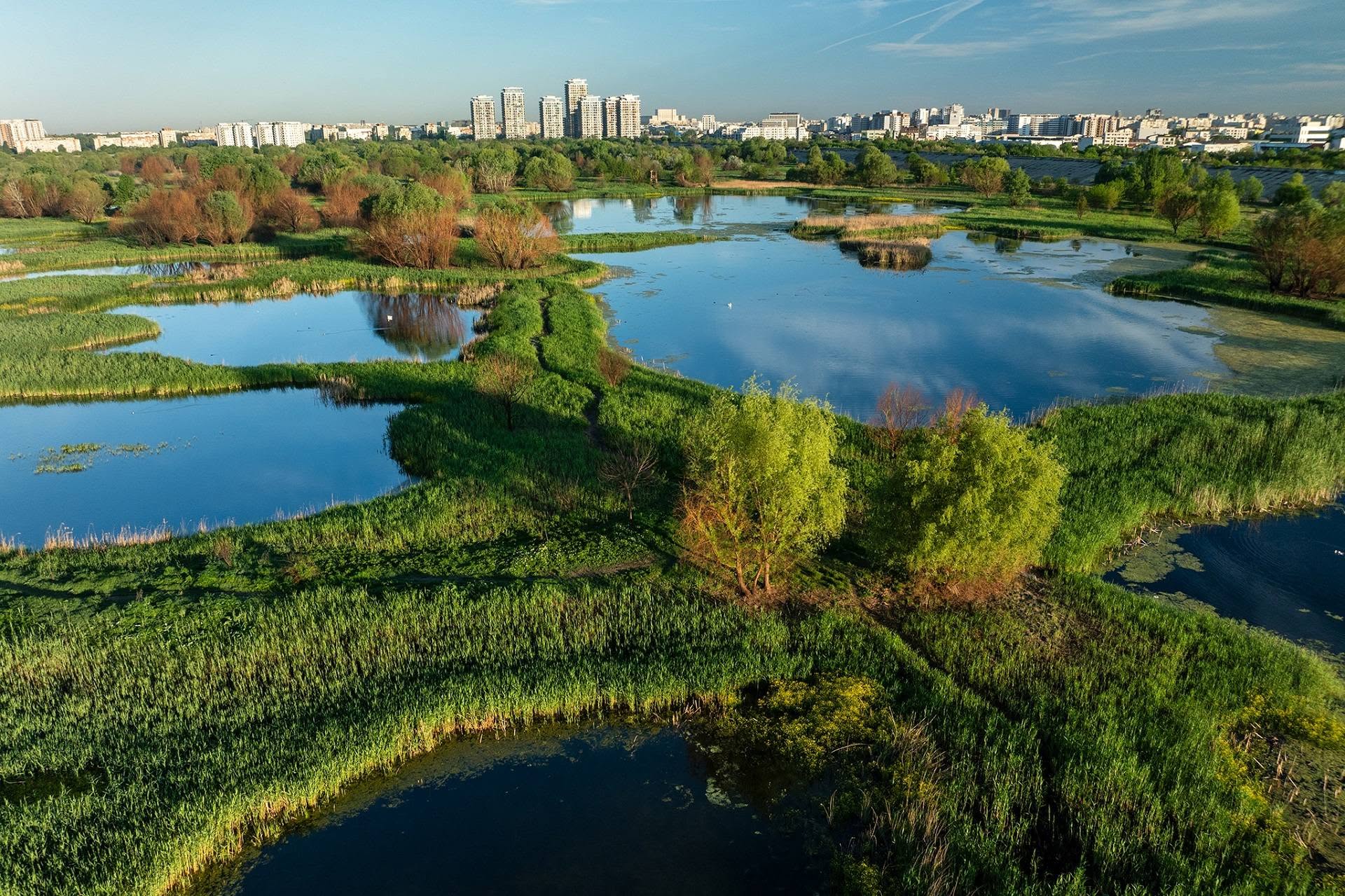 PMB organizează o acțiune de curățare a ambroziei din Parcul Natural Văcărești, sâmbătă