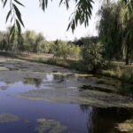 Al patrulea tratament împotriva larvelor de țânțari a fost demarat, în Capitală. FOTO: Arhivă