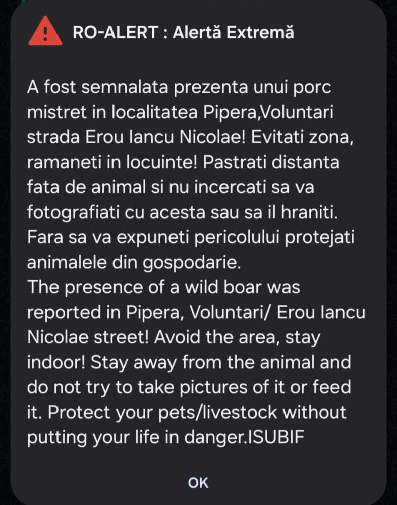 mistreț în Voluntari
