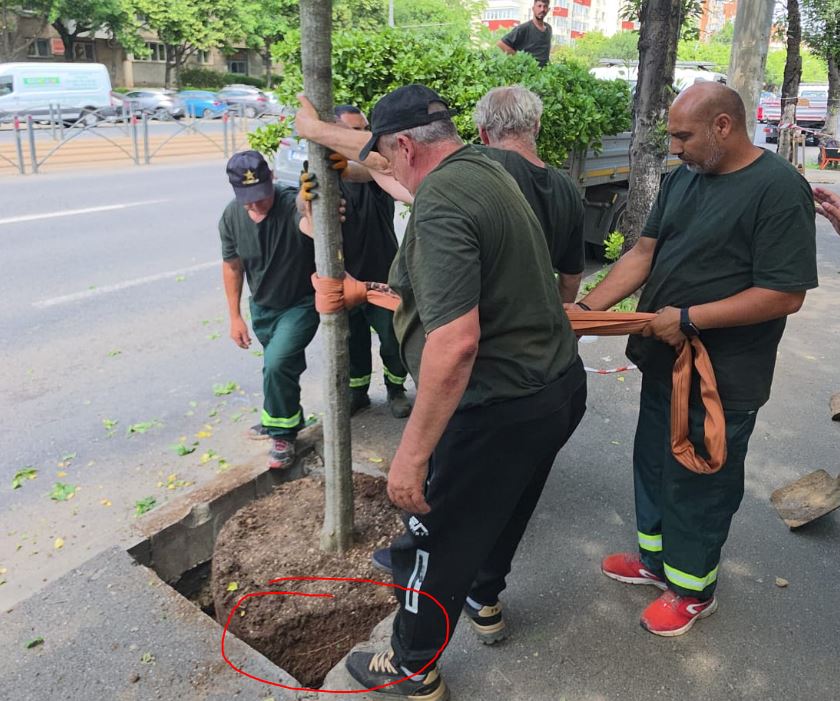 copacii plantați pe Calea Văcărești