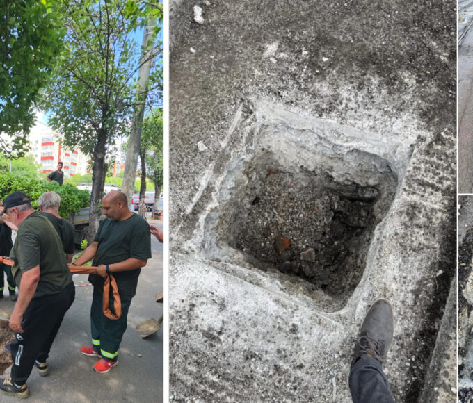 arborii plantați pe Calea Văcărești