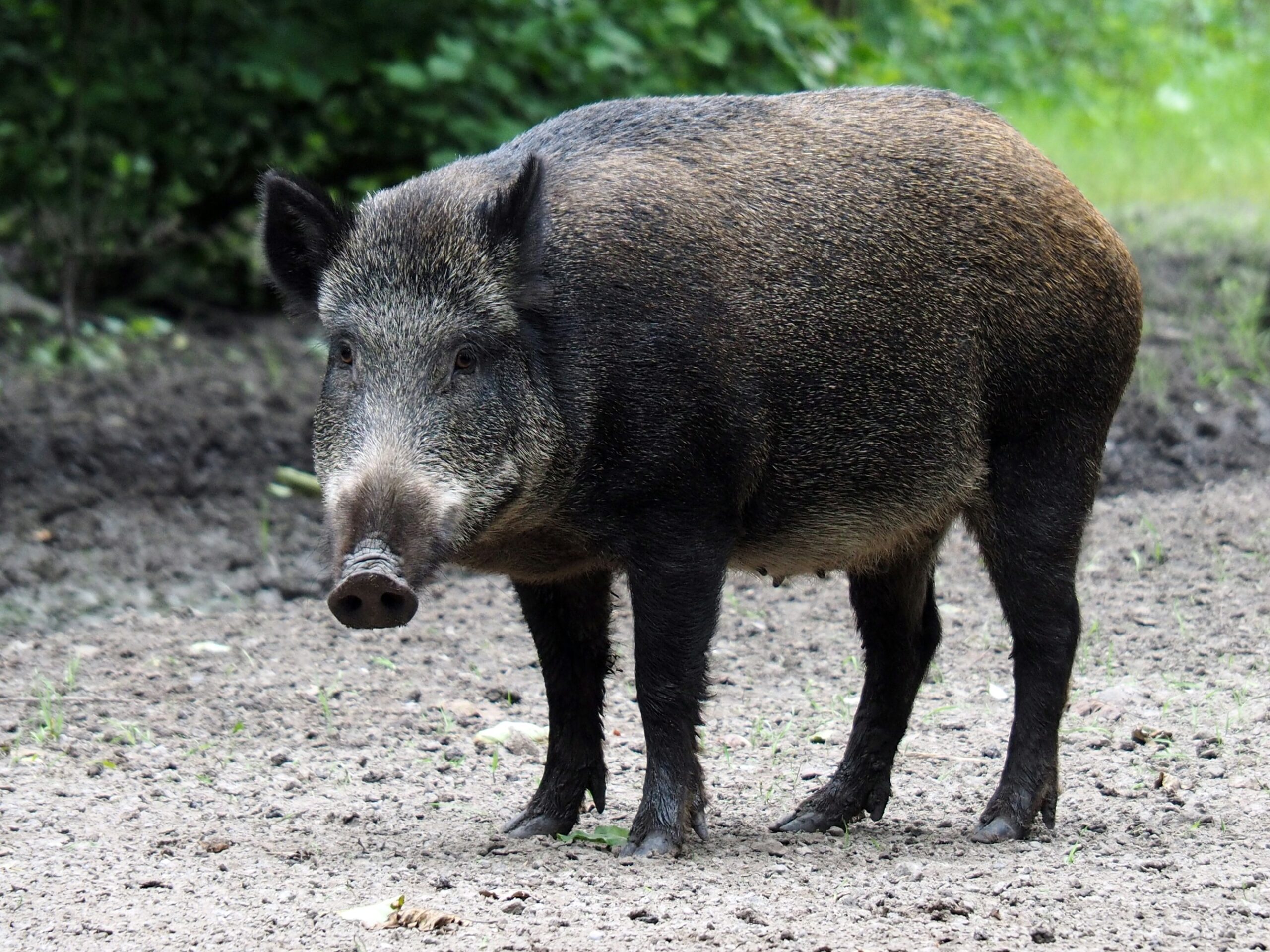 Porc mistreț în Voluntari. A fost emis mesaj RO-ALERT: „Păstrați distanța față de animal”