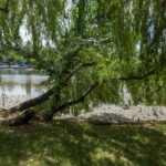 S-a terminat inventarul în Parcul Herăstrău. 103 copaci vor fi puși la pământ întrucât reprezintă un pericol | FOTO: PMB