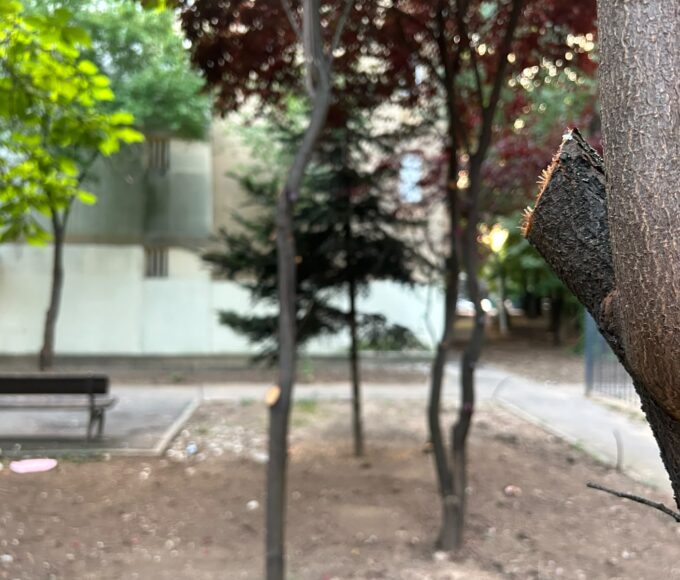 Locuitorii din cartierul Pajura reclamă „un dezastru ecologic”, după eliminarea gardurilor vii. Foto: Cătălin Anghel-Dimache