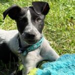 Târg de adopții de căței 8 august