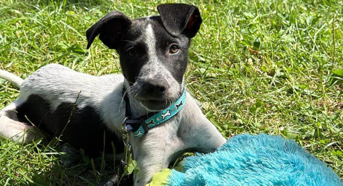 Târg de adopții de căței 8 august