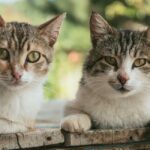 Aplicație pentru pisicile fără stăpân CatChat