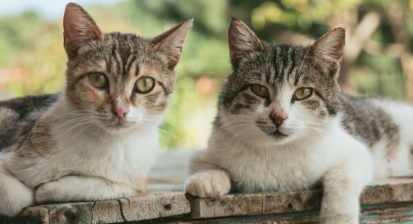 Aplicație pentru pisicile fără stăpân CatChat