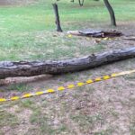 Tânăra peste care a căzut un copac parcul Cișmigiu