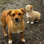 Noi campanii de sterilizare gratuită câinii cu stăpân Ilfov