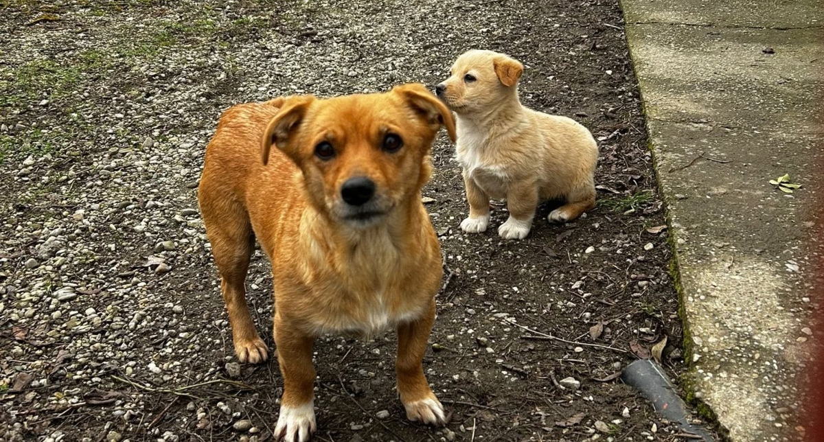 Noi campanii de sterilizare gratuită câinii cu stăpân Ilfov