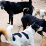 Parteneriat pentru protecția animalelor Sector 2 vot CGMB