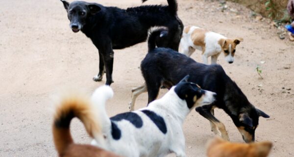 Parteneriat pentru protecția animalelor Sector 2 vot CGMB