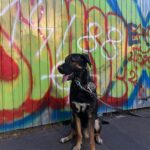 REPORTAJ | „Am mers pe urmele extremismului prin București. Nu-mi miroase a bine”