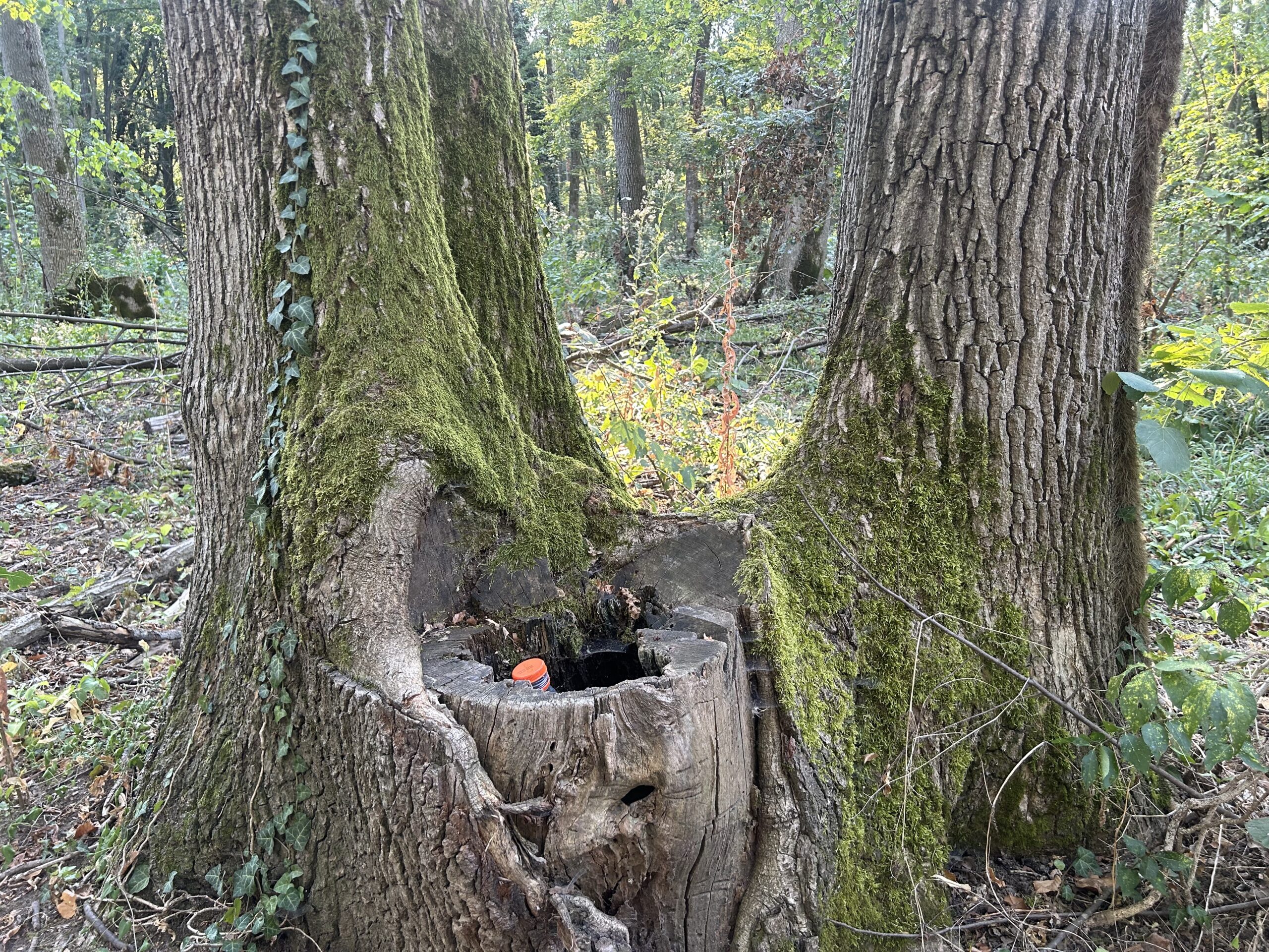 Băneasa, pădure