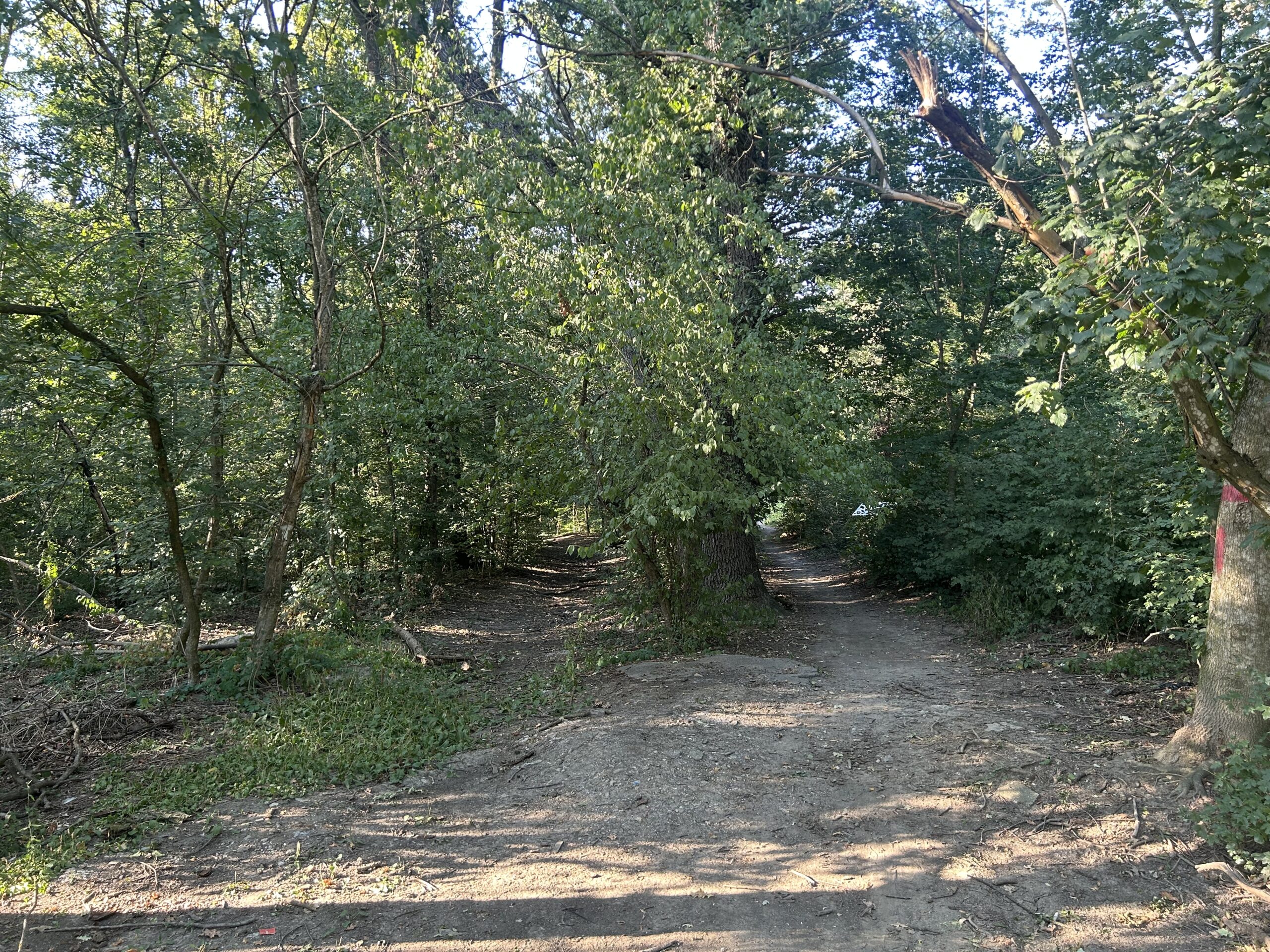 Băneasa, pădure