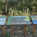 REPORTAJ | „Pădurea nu e un supermarket”. Meditație ghidată în microcosmosul de la marginea orașului