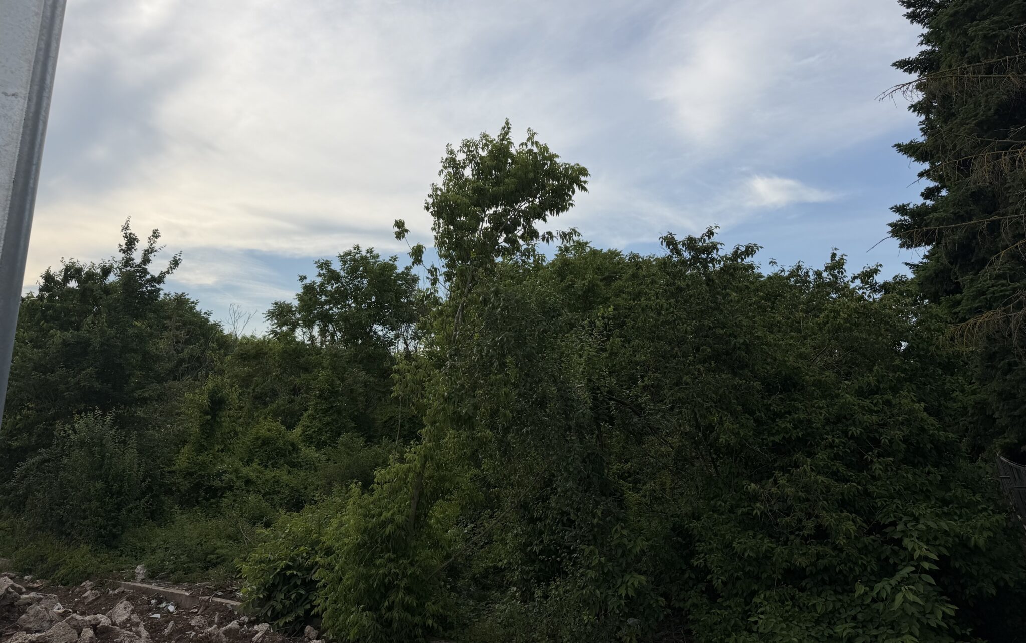 Sticla spartă rămasă în sol, principalul obstacol pentru amenajarea Parcului Serele Militare. Care sunt cele două scenarii analizate