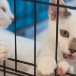 Sterilizări gratuite pisici Sector 1