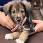 Următorul târg de adopții ASPA octombrie