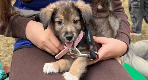 Următorul târg de adopții ASPA octombrie
