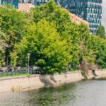 Acțiune de inventariere a copacilor de pe malul râului Dâmbovița. Datele vor fi disponibile atât pentru administrație, cât și pentru cetățeni