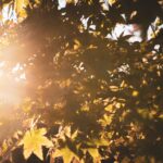 METEO | Sfârșitul de săptămână aduce vreme călduroasă în Capitală. Revin ploile săptămâna viitoare | FOTO: Arhivă