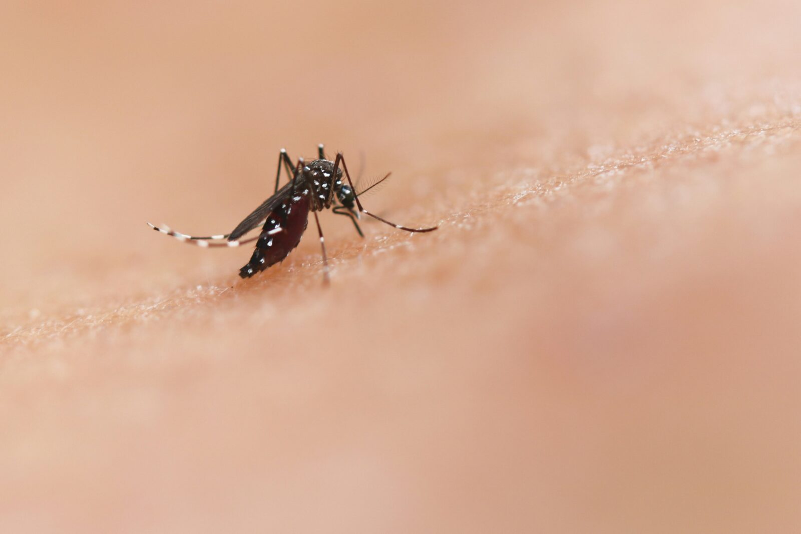 Peste jumătate din cazurile de infectare cu virusul West Nile, înregistrate în București și Ilfov | FOTO: Unsplash
