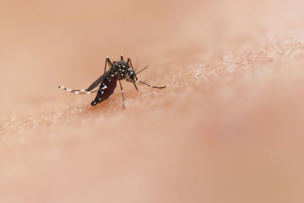 Peste jumătate din cazurile de infectare cu virusul West Nile, înregistrate în București și Ilfov | FOTO: Unsplash
