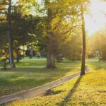 „Un oraș ca o grădină”, petiție pentru protejarea arborilor și a spațiilor verzi din București. Replantarea și amenzi mai mari pentru tăierile ilegale, printre cerințele inițiatorilor