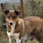 Campanie de sterilizare gratuită Ilfov câinii cu proprietar