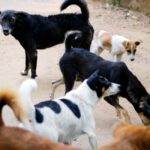 Campanii de sterilizare gratuită câinii cu proprietar