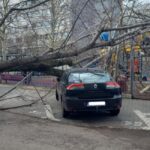 Despăgubirile pentru mașinile avariate de copaci Sector 5