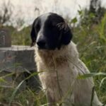 Ilfov sterilizări gratuite câinii cu deținător