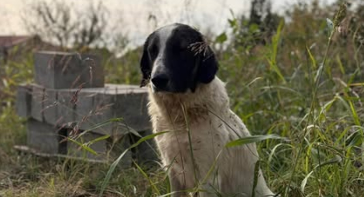 ILFOV | Sterilizări gratuite pentru câinii cu deținător, în două localități