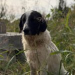 Ilfov sterilizări gratuite pentru câinii cu deținător