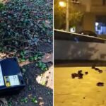 PMB despre invazia de șobolani Piața Sf Vineri