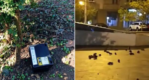 PMB despre invazia de șobolani Piața Sf Vineri