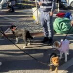 Ultimul târg de adopții ASPA în aer liber din 2026 are loc pe 17 octombrie, în Balotești