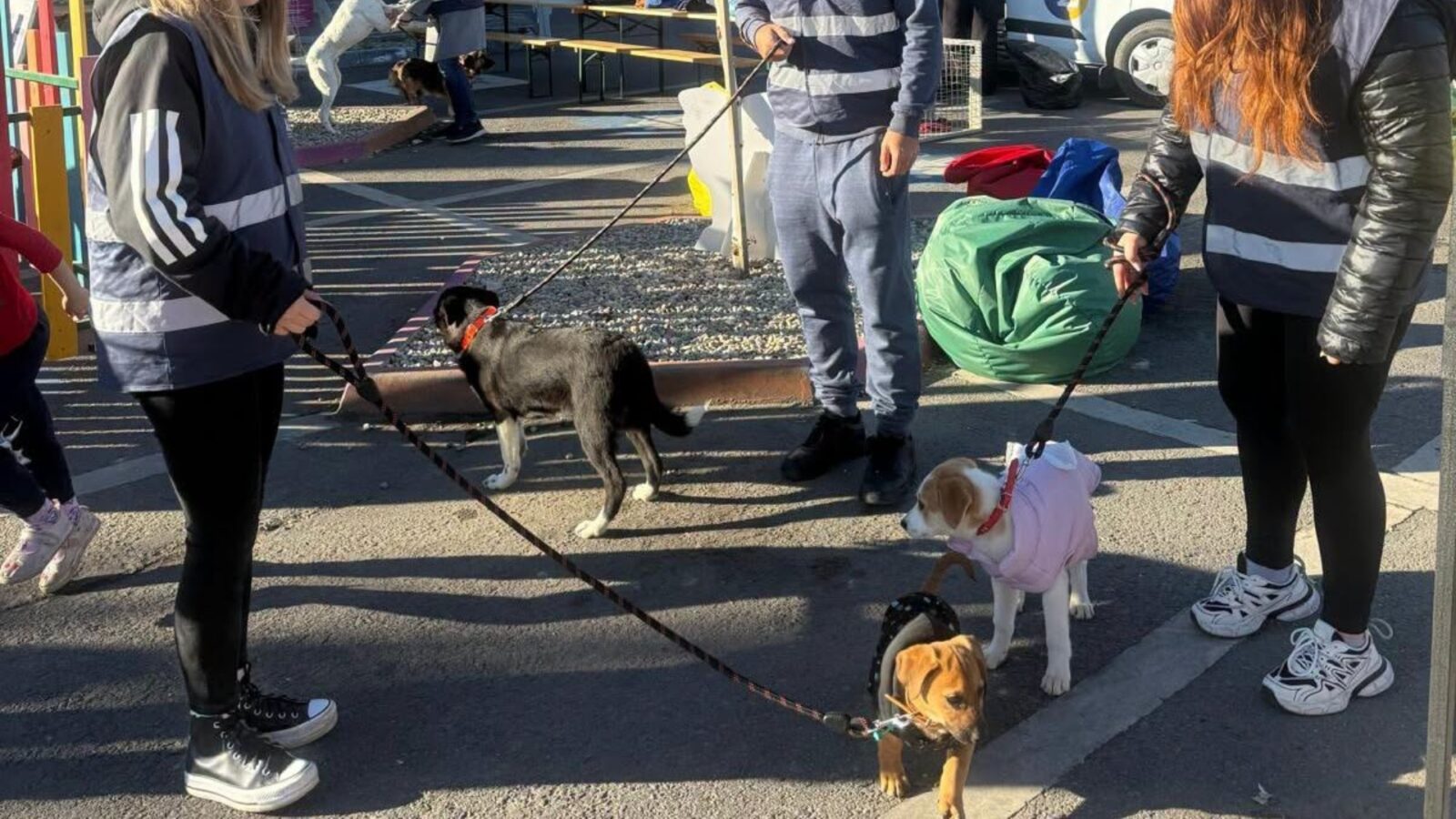 Ultimul târg de adopții ASPA în aer liber din 2026 are loc pe 17 octombrie, în Balotești