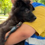 Un nou târg de adopții ASPA, de Halloween, în ParkLake. Este dedicat câinilor cu blana neagră