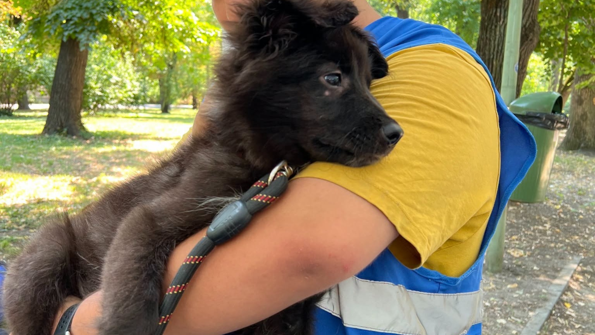 Un nou târg de adopții ASPA, de Halloween, în ParkLake. Este dedicat câinilor cu blana neagră