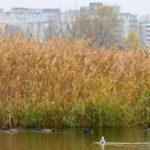 Tururi ghidate gratuite în Parcul Natural Văcărești familii
